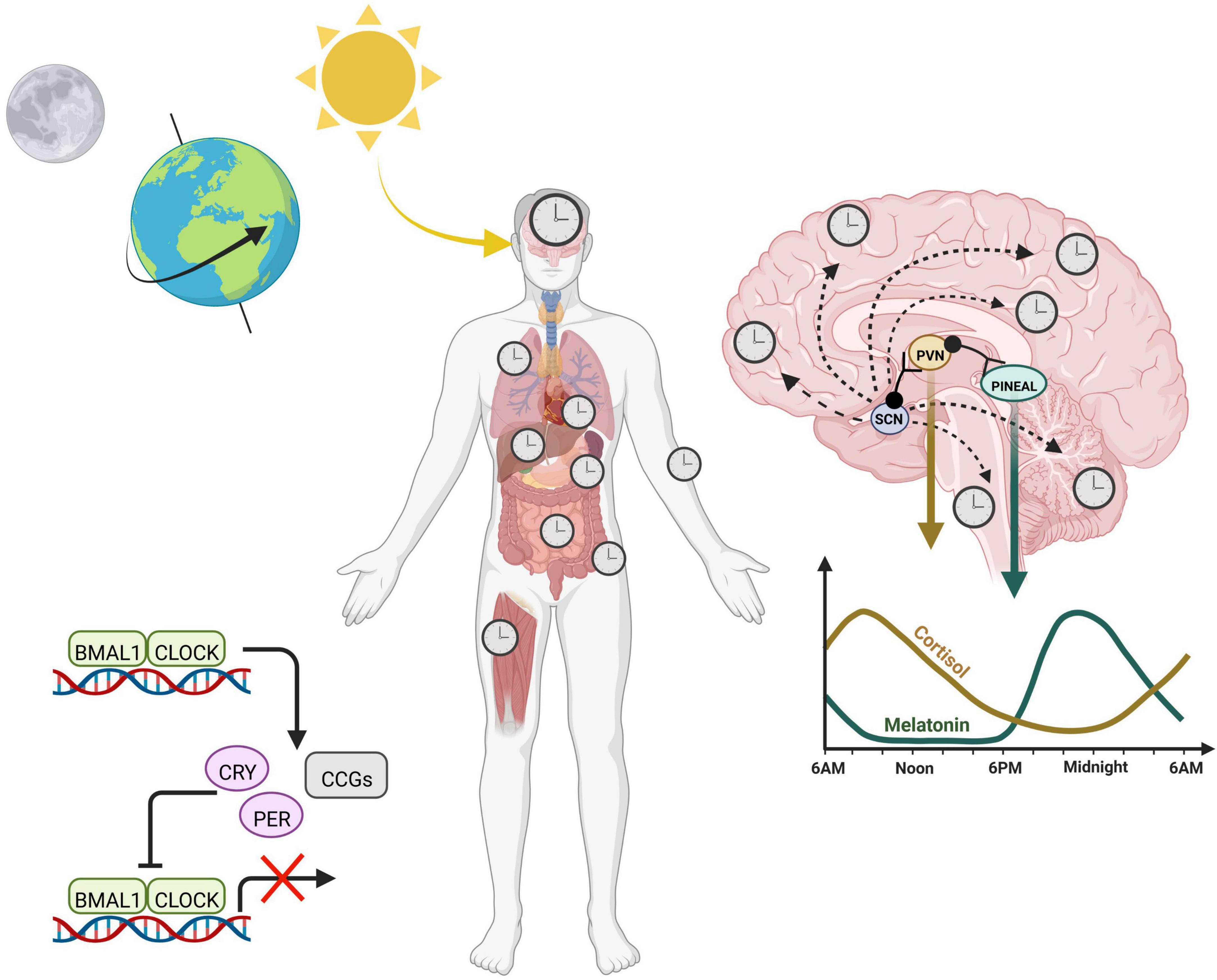 Frontiers Circadian rhythms as modulators of brain health during